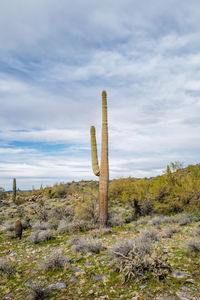 Cactus growing on field against sky