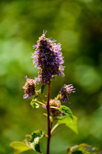 Close-up of purple flowering plant