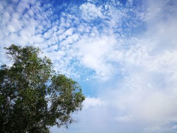 Low angle view of tree against cloudy sky