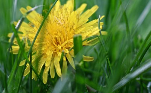 Close-up of yellow flowers blooming in field