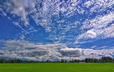 Scenic view of field against sky