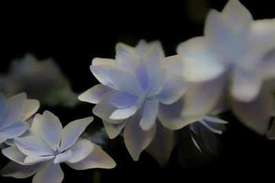 Close-up of white flowers blooming outdoors