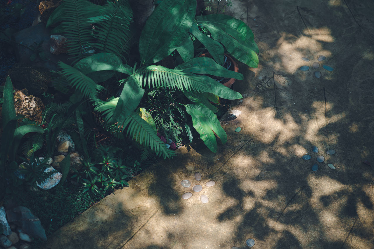 HIGH ANGLE VIEW OF TREE