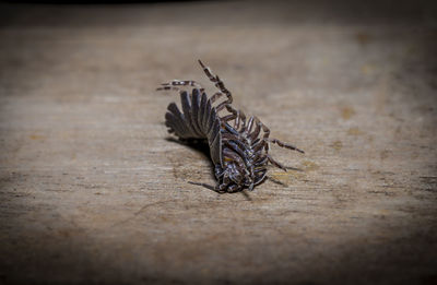 Close-up of insect on wood