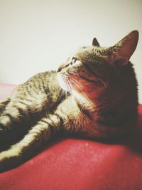 Close-up of cat