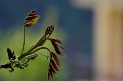 Close-up of plant against blurred background