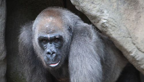 Close-up portrait of monkey