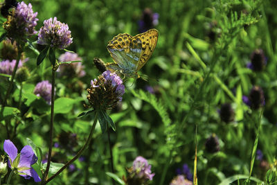 Close-up of butterfly pollinating on purple flower