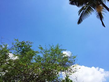 Low angle view of trees against blue sky