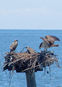 Close-up of bird perching on shore against sky
