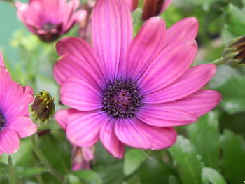 Close-up of pink flower