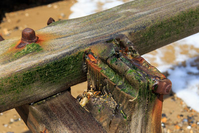 Close-up of moss on tree trunk