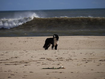 Dog on beach