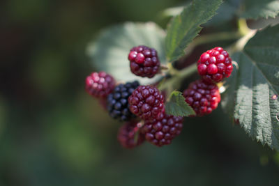 Close-up of berries growing on plant