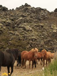 Horses in a field