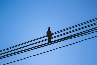 Birds are perching on electric wires with the beautiful blue sky.