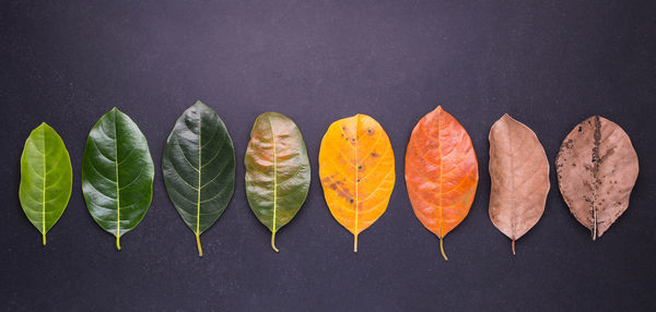 Directly above shot of colorful leaves arranged on table