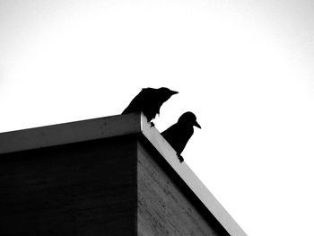 Low angle view of bird perching on built structure against clear sky