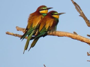 Low angle view of bird perching on branch