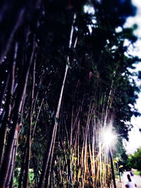 Low angle view of trees against sky in forest