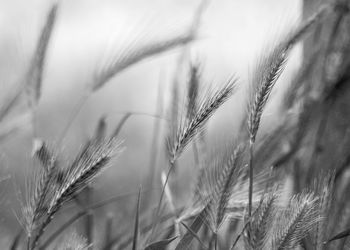 Close-up of stalks in field