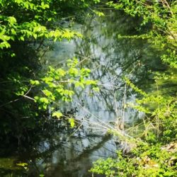 Reflection of trees in water