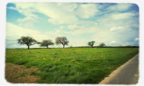 Scenic view of grassy field against sky