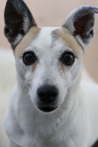 Close-up portrait of dog