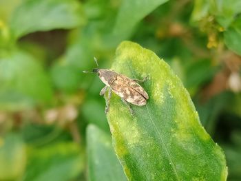 Close-up of butterfly on leaf