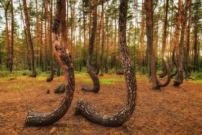 Trees in forest