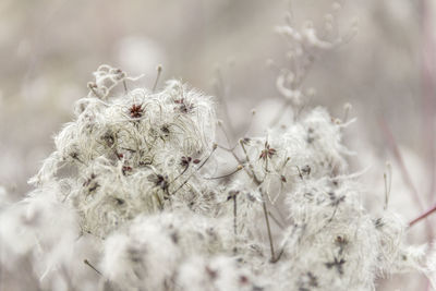 Close-up of wilted flower