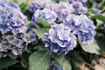 Close-up of purple flowering plant