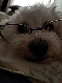 Close-up portrait of a dog resting on bed