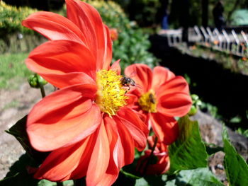 Close-up of honey bee on flower