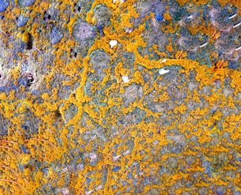 Full frame shot of yellow lichen