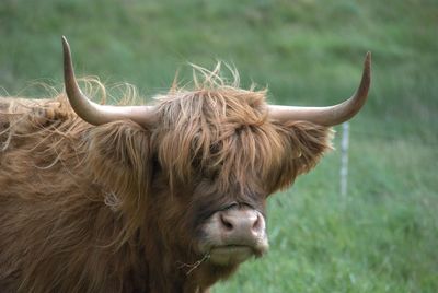 Close-up of highland cow on grassy field