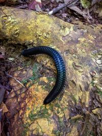 High angle view of insect