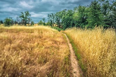 Scenic view of wheat field against sky