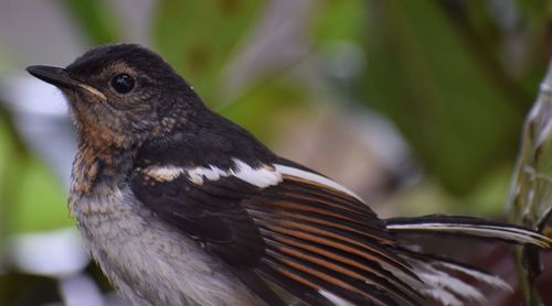 Close-up of bird