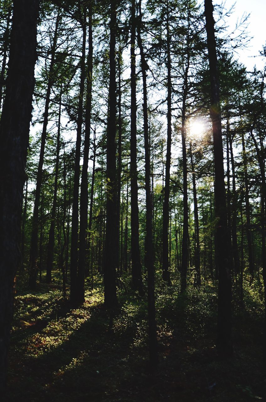 tree, nature, growth, forest, outdoors, beauty in nature, tranquility, no people, green color, low angle view, sky, full frame, day, scenics, lush - description