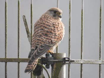 Close-up of owl perching on railing