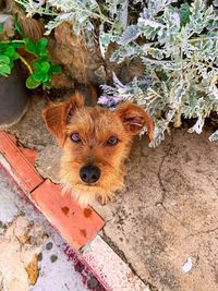 High angle portrait of a dog