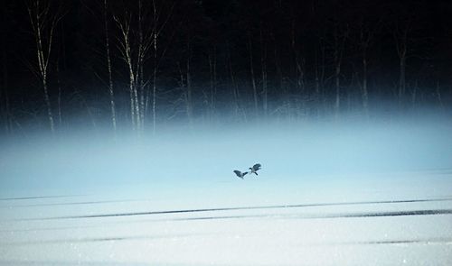 Airplane flying in sky