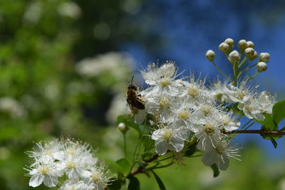 Close-up of bee pollinating on flower