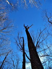 Low angle view of silhouette perching on tree against sky