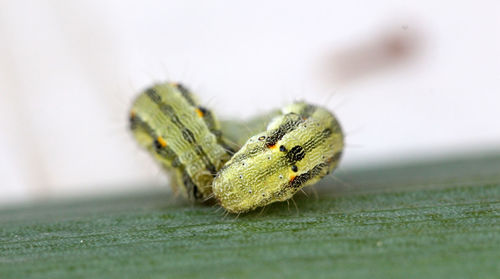 Close-up of insect on leaf