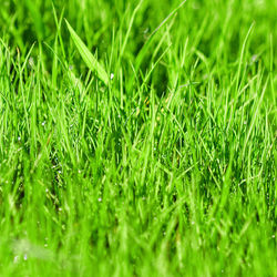 Full frame shot of dew on grass