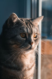 Close-up of a cat looking away