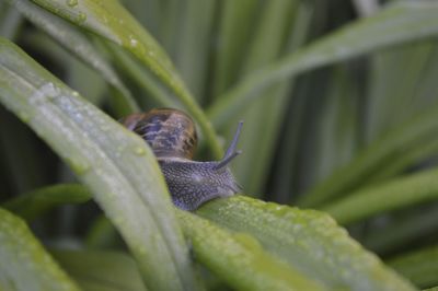 Close-up of snail on plant