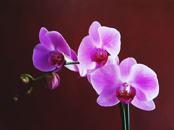 Close-up of pink flowers blooming outdoors